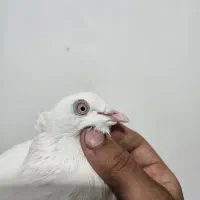 کبوتر