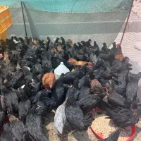 مرغ ۵ماهه دم تخم