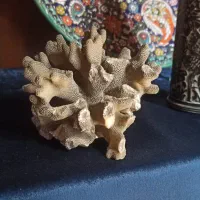 دکور ، مرجان دریایی ، تزیینی ، مجسمه ، تندیس