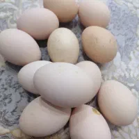 تخم مرغ ویاندوت