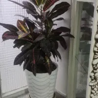 گلهای اپارتمانی