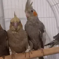عروس هلندی جوجه سه ماه