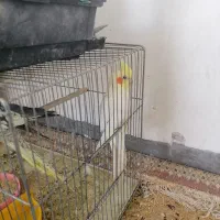 عروس