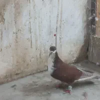 کفتر