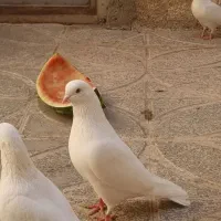 کبوتر شمرون شمرونی