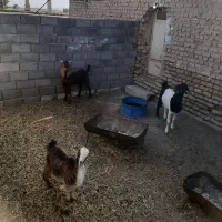 دوتابز ویک نر