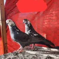 کفتر پرشی گرو در همه خال