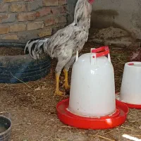 خروس لاری اوشامو جوان