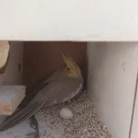 طوطی / عروس هلندی/ آبیک