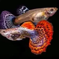 گوپی در نژاد مختلف