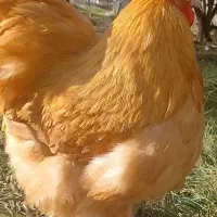 جوجه اورپینگتون