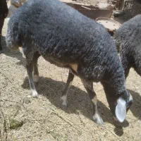 گوسفند