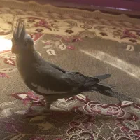 عروس هلندی زیبا و جوان و سرحال