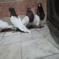 کبوتر.کفتر