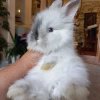 خرگوش  مینی لوپی لوپی