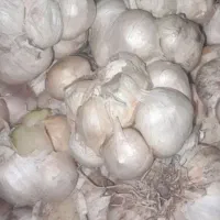 سیر خوب..