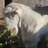 تکه سانن