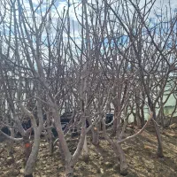 نهال و درخت گلابی درشت