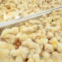 فروش جوجه راس ۳۰۸ با خوراک /آموزش حین تولید