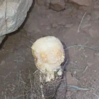 آنغوزه شیرین یزد