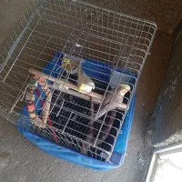 عروس هلندی
