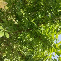 باغ|فروش زمین و ملک کلنگی|مشهد, ترمینال|دیوار