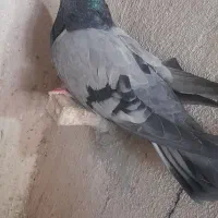 فروش کبوتر