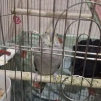 فروش عروسی هلندی دستی