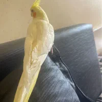 عروس هلندی