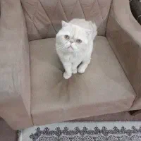 اسکاتیش نر سالم