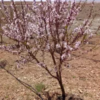باغ-بادام15000-متری