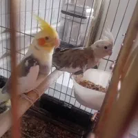 یک جفت عروس هلندی