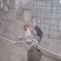 خروس کردی
