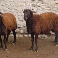 بره افشار