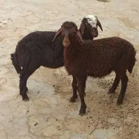 ۲ راس بره نر و ماده مناسب نگهداری