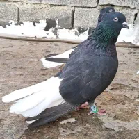 زاغ دم سفید