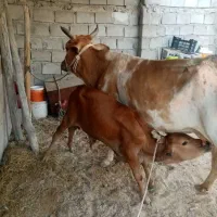 گاو گوساله نر