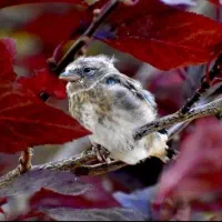 سهره قناری دهن لر ردی