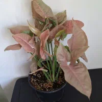 سینگونیوم صورتی