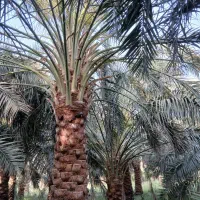 فروش-باغ-خرما-نظرآباد-فهرج