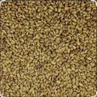 تخمه یونجه درجه ۱