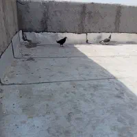 کبوتر