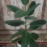 گل دیفن|گل و گیاه طبیعی|کوه چنار, |دیوار