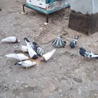 10تا کفتر همه باهم