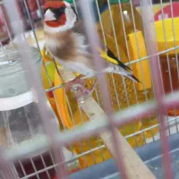 سهره دهن شیرین