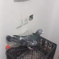 کبوتر صید|پرنده|نیشابور, مازول|دیوار