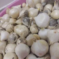موسیر کوهی