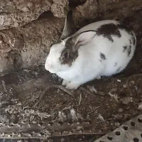 خرگوش سرحال