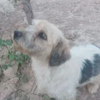 توله سگ