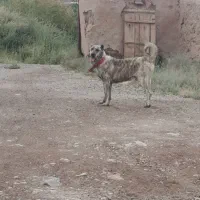 سگ.|سگ|زنجانرود, |دیوار